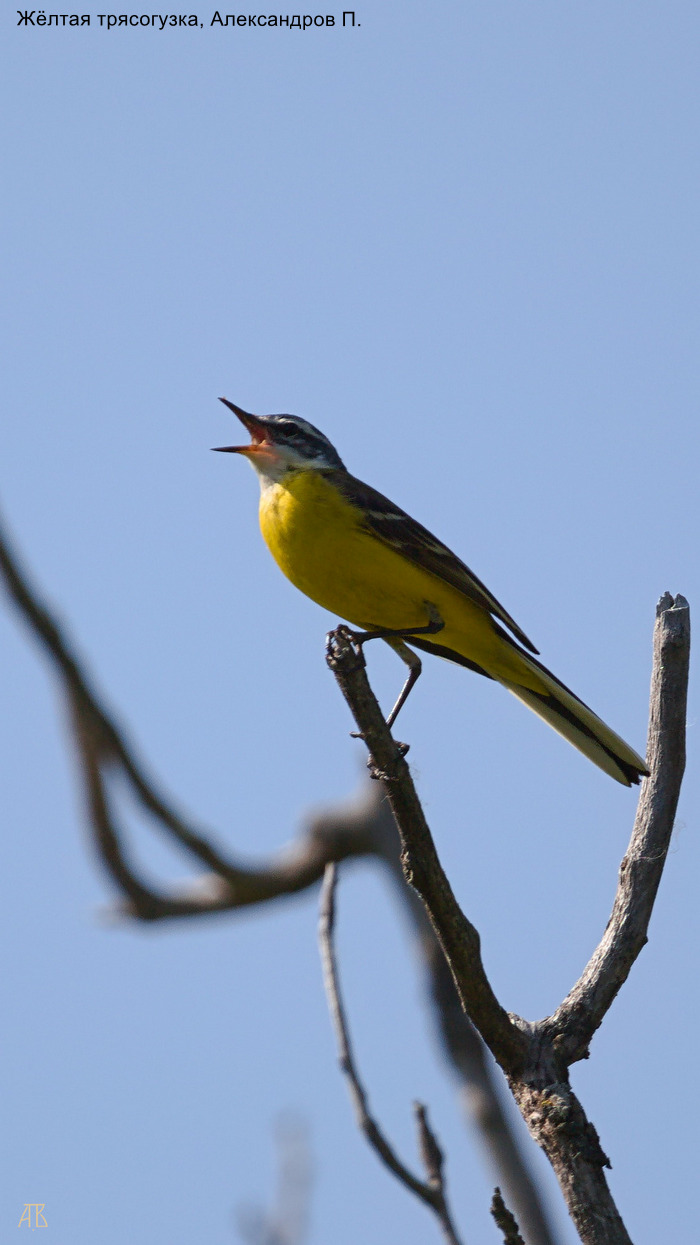 Жёлтая трясогузка, Александров П.