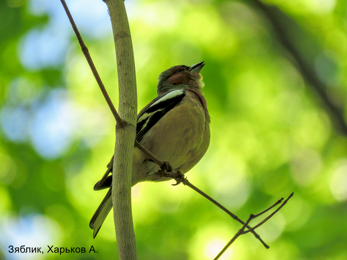 Зяблик, Харьков А.