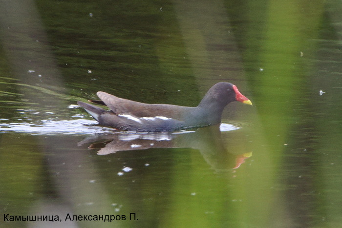 Камышница, Александров П.