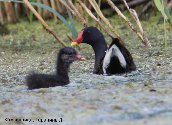 Камышница, Гаранина Л.