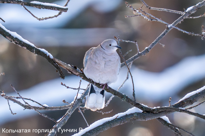 Кольчатая горлица, Гунчин Р.