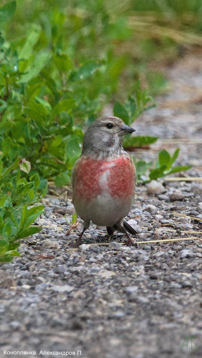 Коноплянка, Александров П.