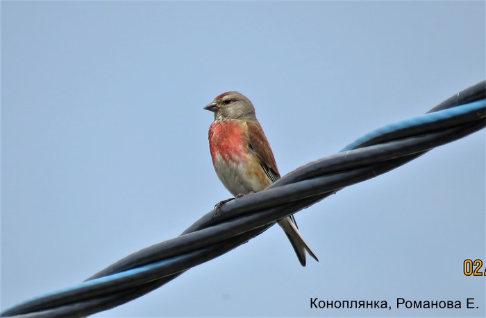 Коноплянка, Романова Е.