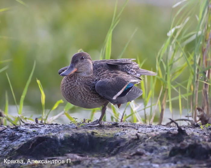 Кряква, Александров П. (1)