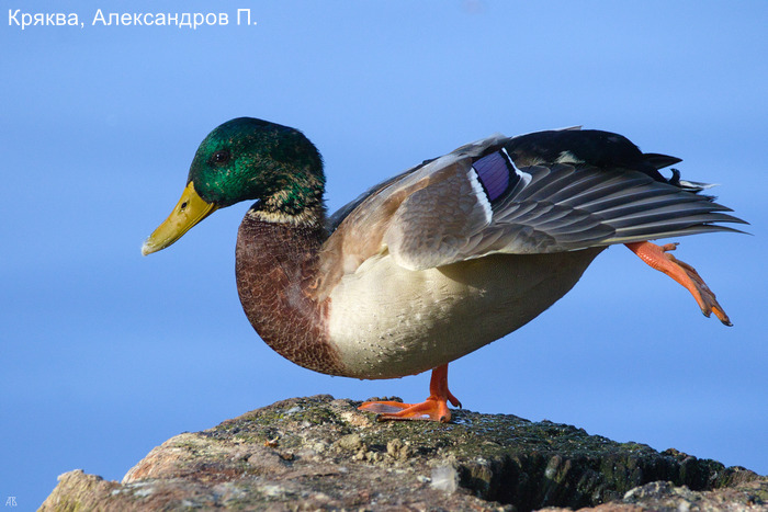 Кряква, Александров П. (2)