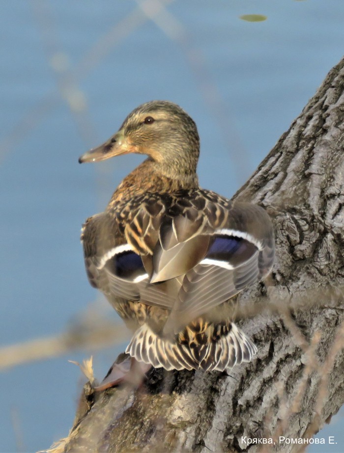 Кряква, Романова Е.