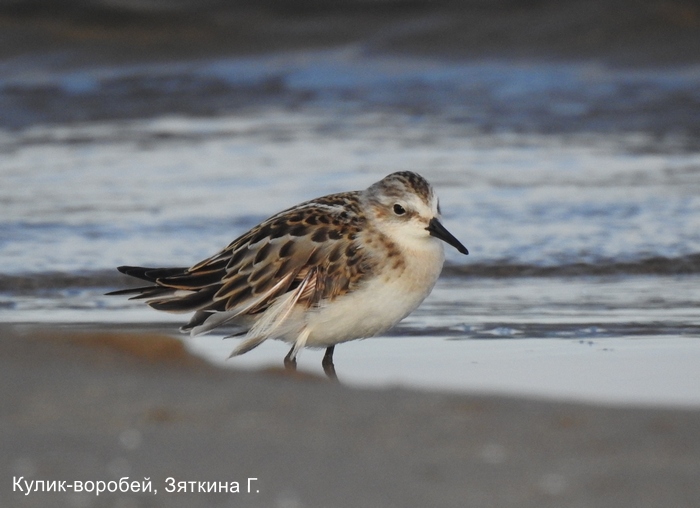 Кулик-воробей, Зяткина Г.