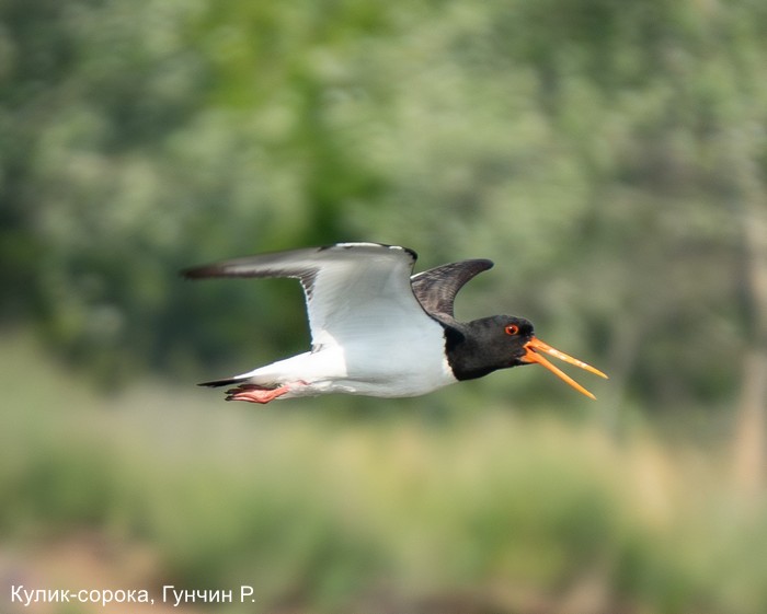 Кулик-сорока, Гунчин Р. (1)