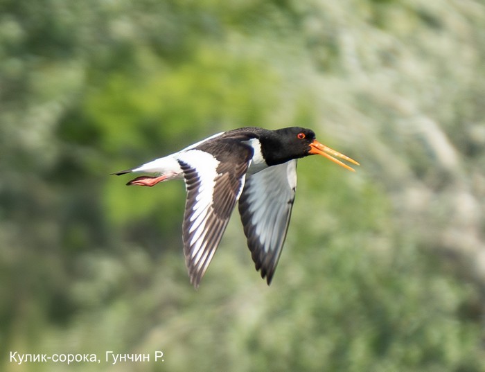 Кулик-сорока, Гунчин Р. (2)