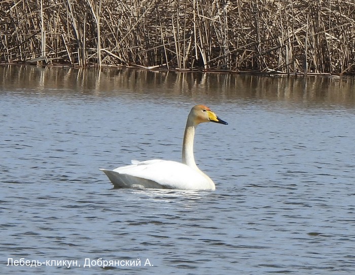 Лебедь-кликун, Добрянский А.