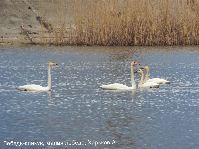 Лебедь-кликун, малая лебедь, Харьков А.