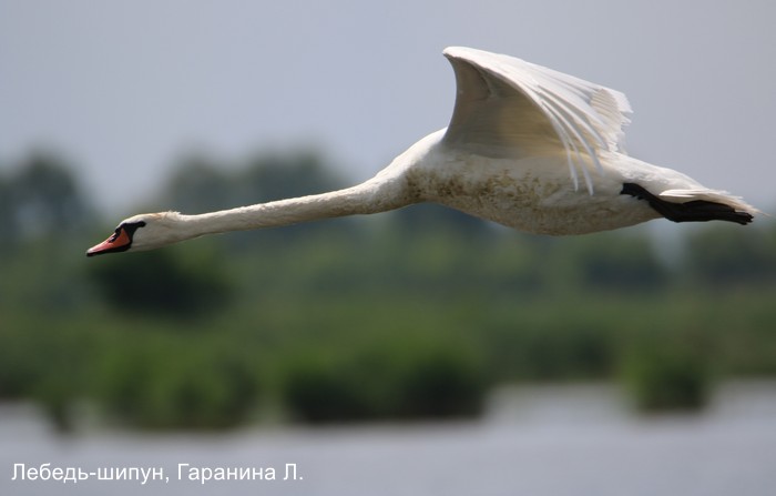 Лебедь-шипун, Гаранина Л.