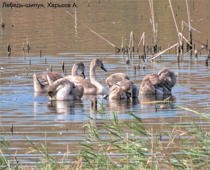 Лебедь-шипун, Харьков А.