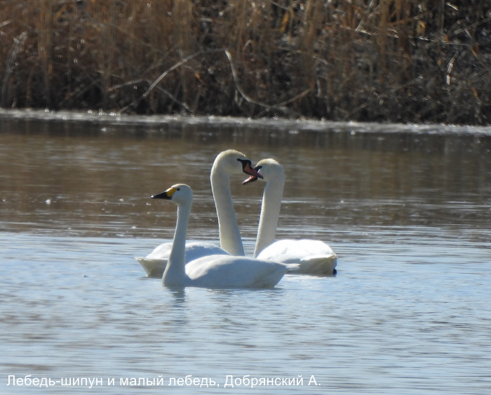 Лебедь-шипун и малый лебедь, Добрянский А.