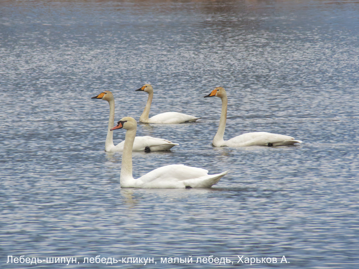 Лебедь-шипун, лебедь-кликун, малый лебедь, Харьков А.