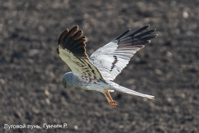 Луговой лунь, Гунчин Р.