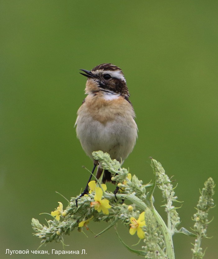 Луговой чекан, Гаранина Л.