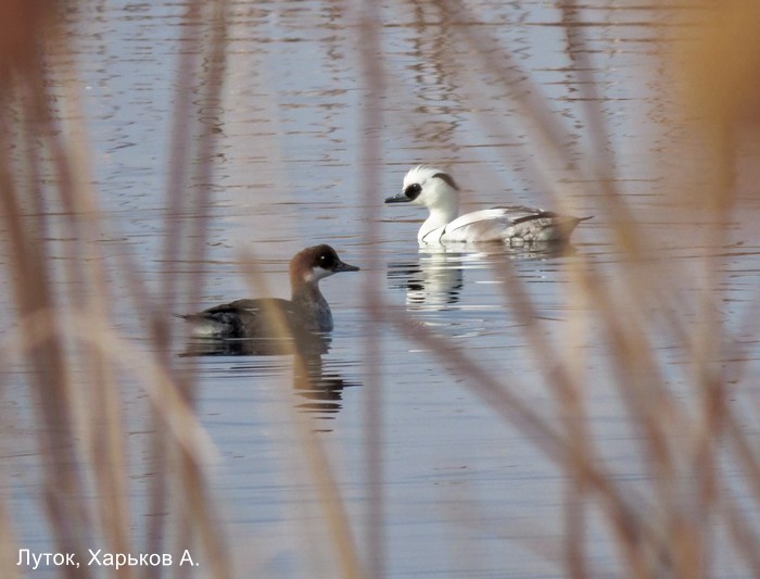 Луток, Харьков А.