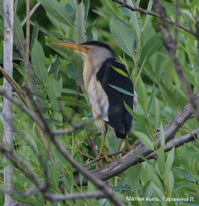 Малая выпь, Гаранина Л.