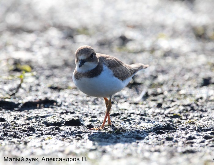 Малый зуек, Александров П.