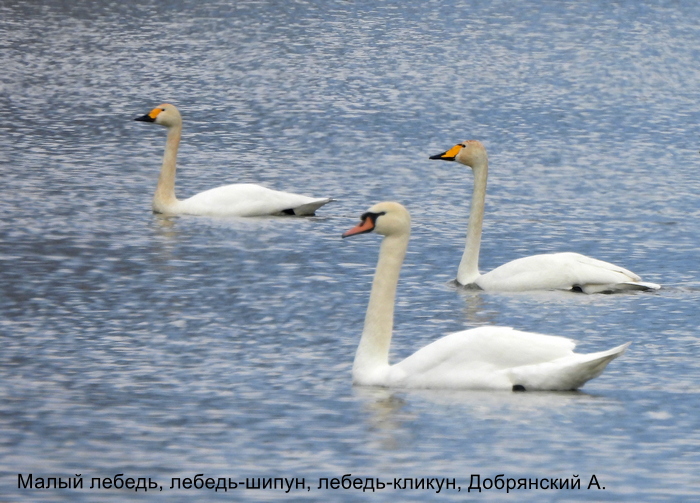 Малый лебедь, лебедь-шипун, лебедь-кликун, Добрянский Аю