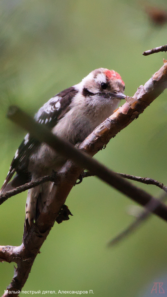 Малый пестрый дятел, Александров П.
