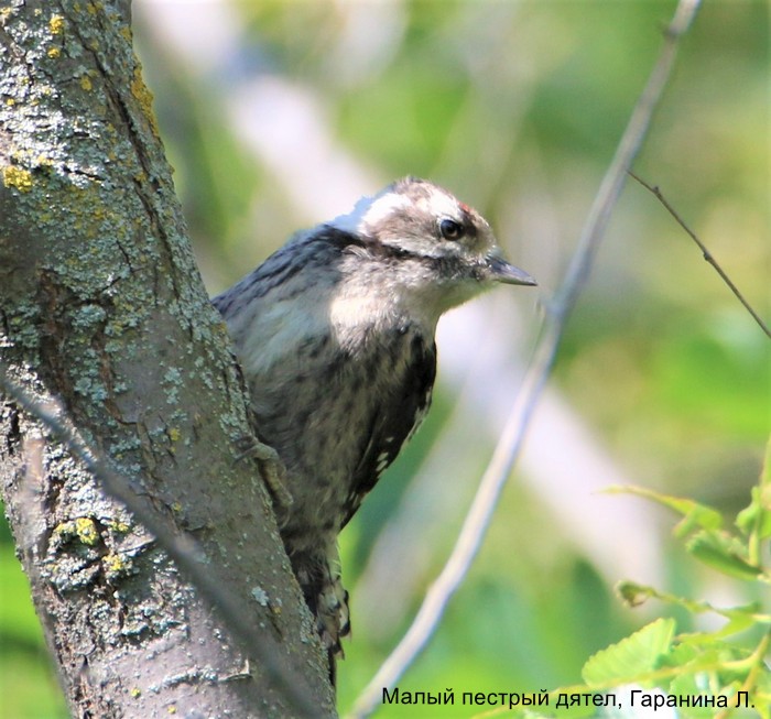 Малый пестрый дятел, Гаранина Л.