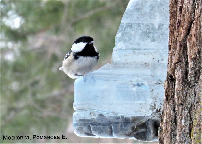 Московка, Романова Е.