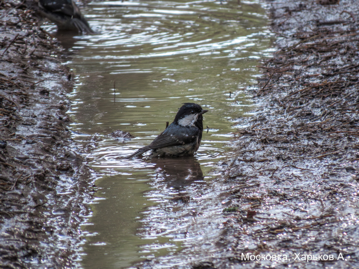 Московка, Харьков А.