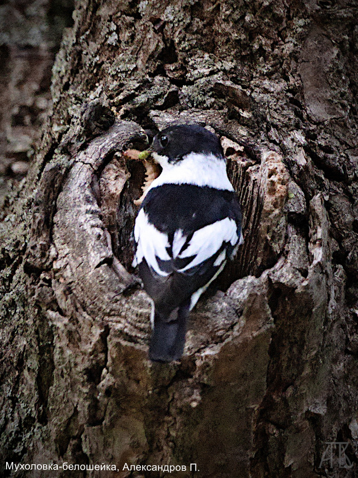 Мухоловка-белошейка, Александров П.