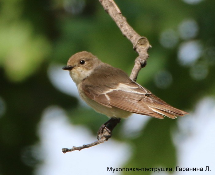 Мухоловка-пеструшка, Гаранина Л.