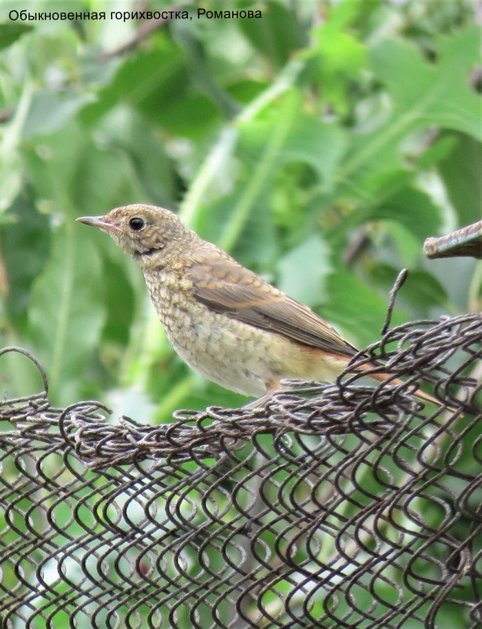 Обыкновенная горихвостка, Романова
