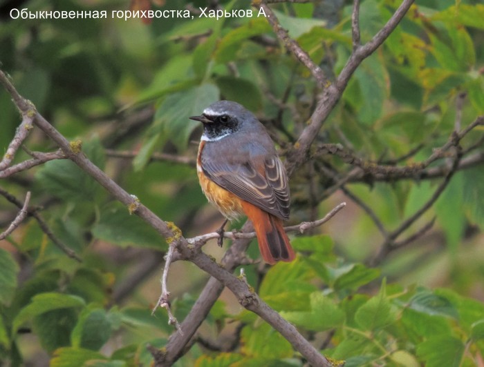 Обыкновенная горихвостка, Харьков А.