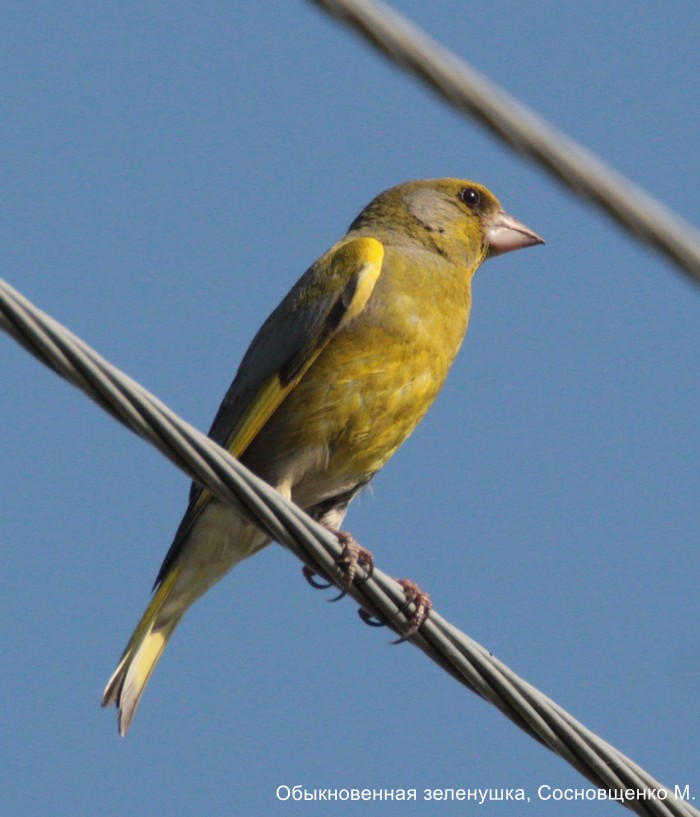 Обыкновенная зеленушка, Сосновщенко М.