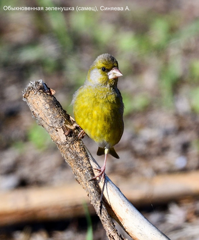 Обыкновенная зеленушка (самец), Синяева А.