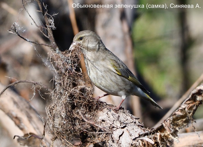 Обыкновенная зеленушка (самка), Синяева А.