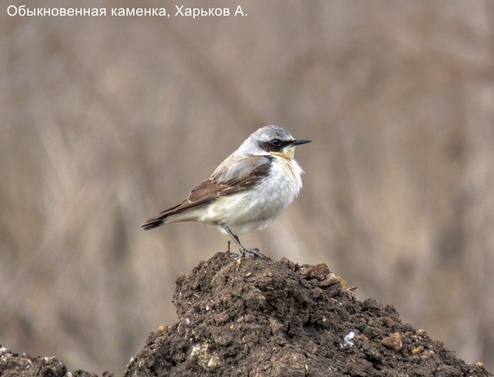 Обыкновенная каменка, Харьков А.