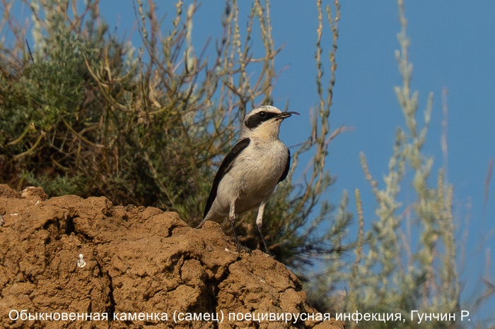 Обыкновенная каменка (самец) поецивирусная инфекция, Гунчин Р.