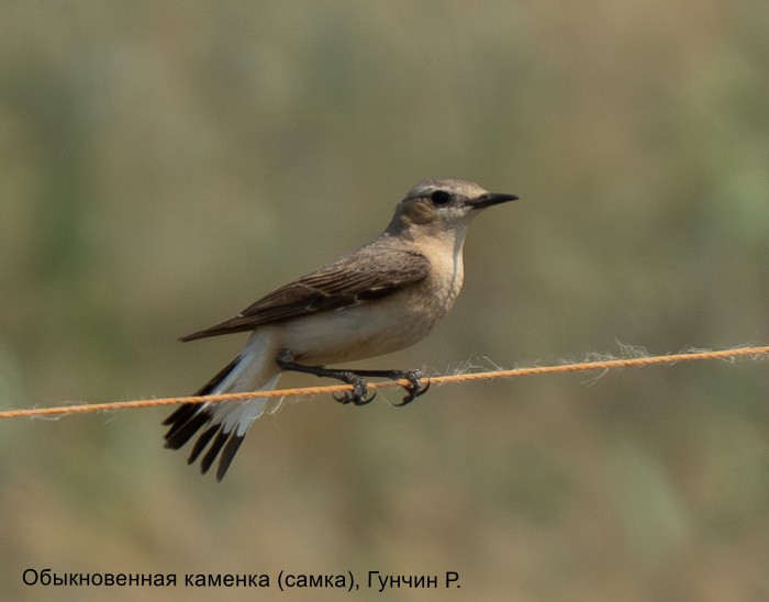 Обыкновенная каменка (самка), Гунчин Р.