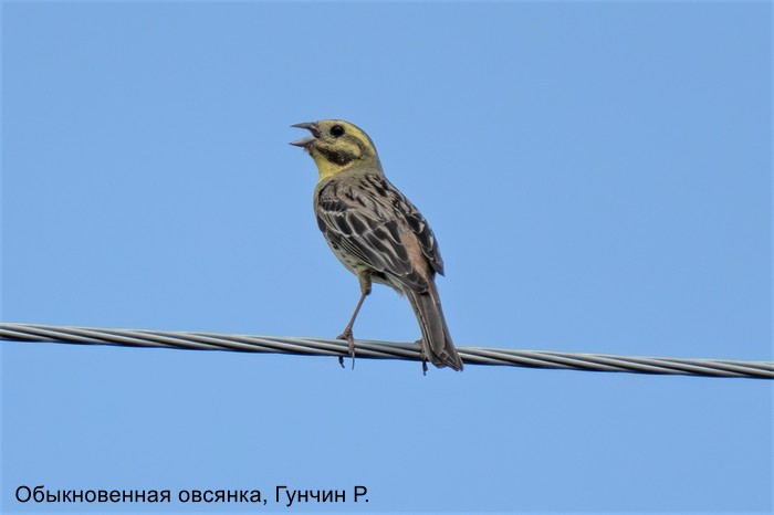 Обыкновенная овсянка, Гунчин Р.