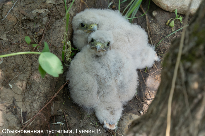 Обыкновенная пустельга, Гунчин Р.