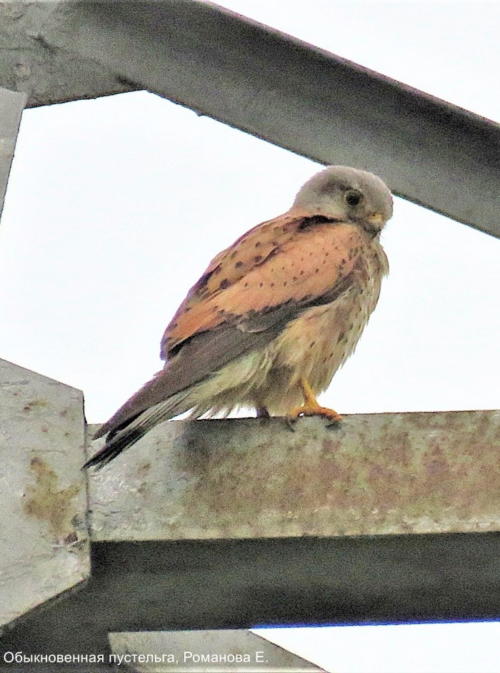 Обыкновенная пустельга, Романова Е.
