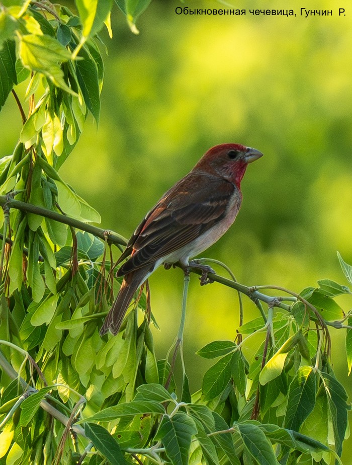 Обыкновенная чечевица, Гунчин Р.