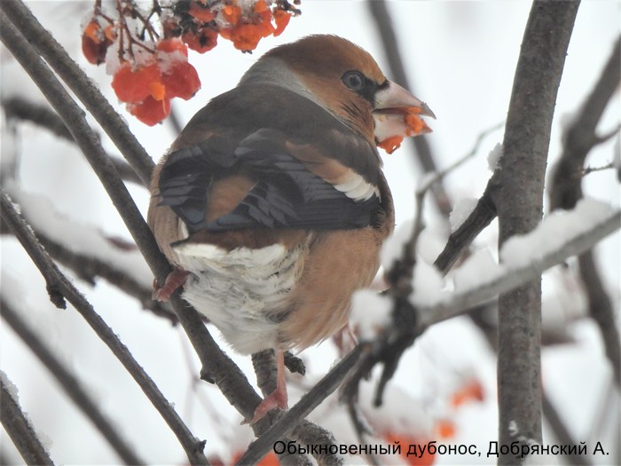Обыкновенный дубонос, Добрянский А.