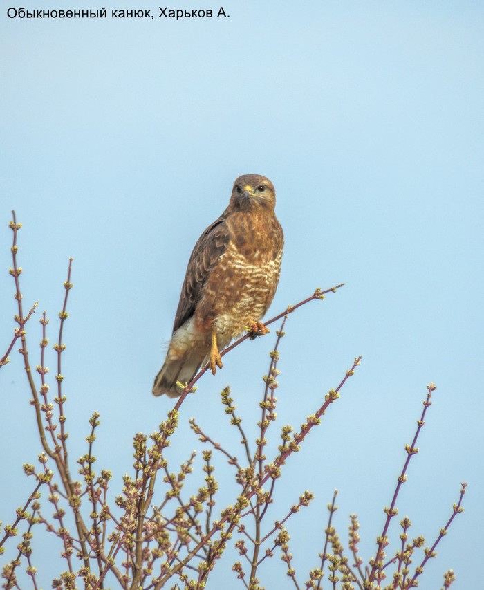 Обыкновенный канюк, Харьков А.