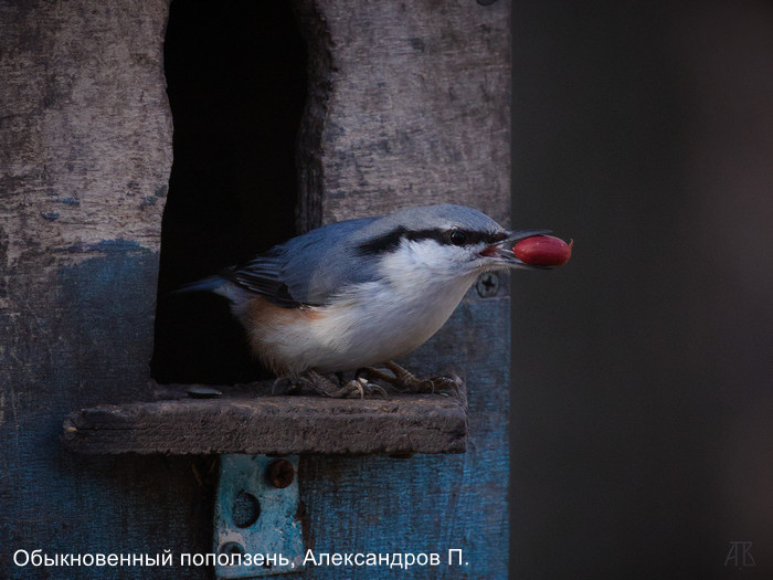 Обыкновенный поползень, Александров П. (2)