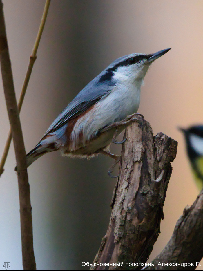 Обыкновенный поползень, Александров П.
