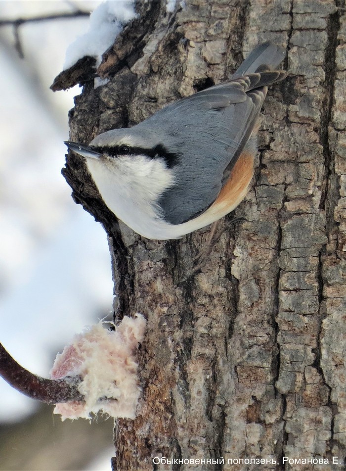 Обыкновенный поползень, Романова Е.