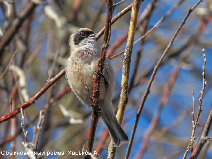 Обыкновенный ремез, Харьков А.