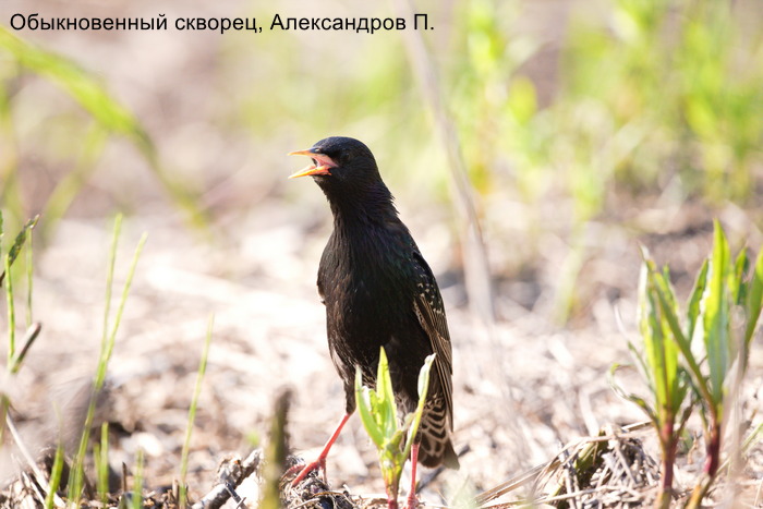 Обыкновенный скворец, Александров П. (1)